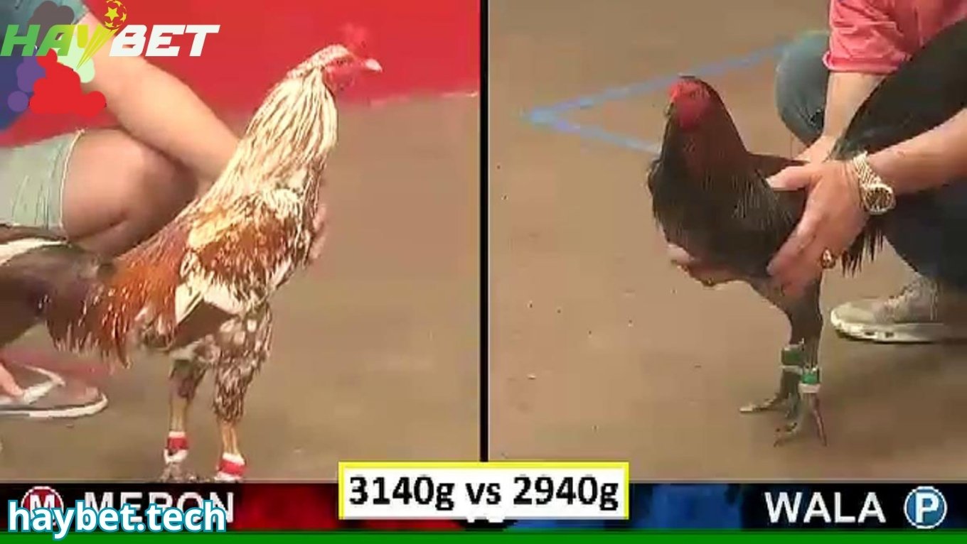 Các hình thức đá gà thomo tại HAYBET