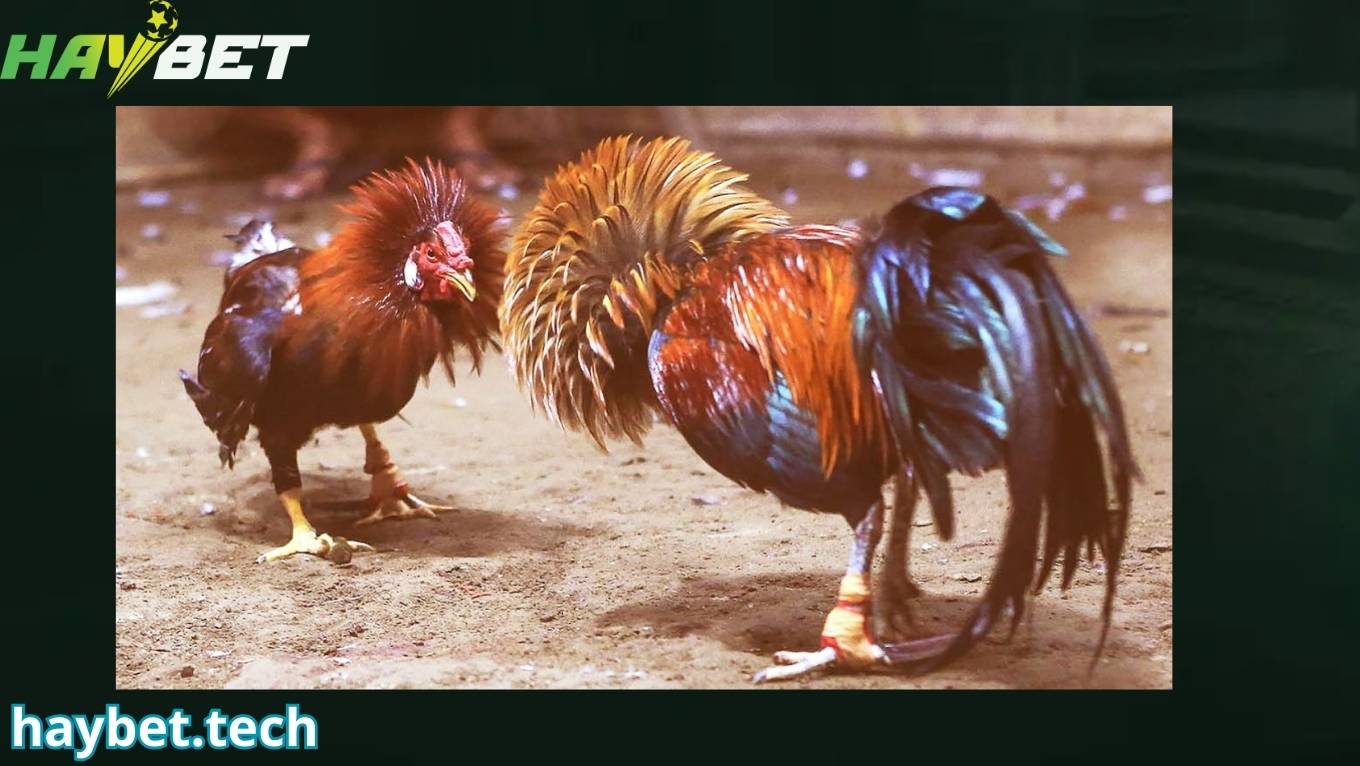 Đá gà cựa sắt rất kịch tính