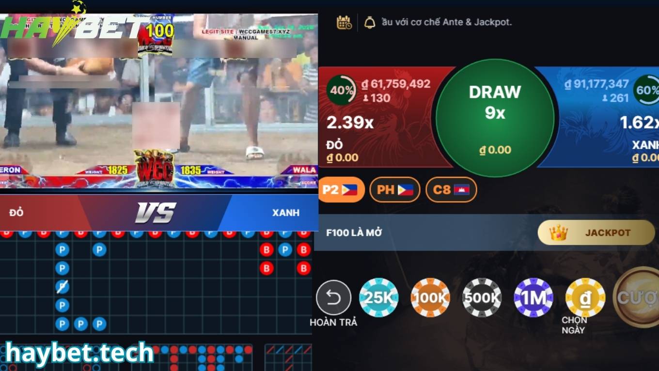 Đá gà thomo live trực tiếp tại HAYBET