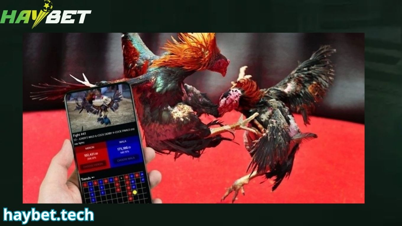 Quy tắc đá gà cựa sắt cơ bản