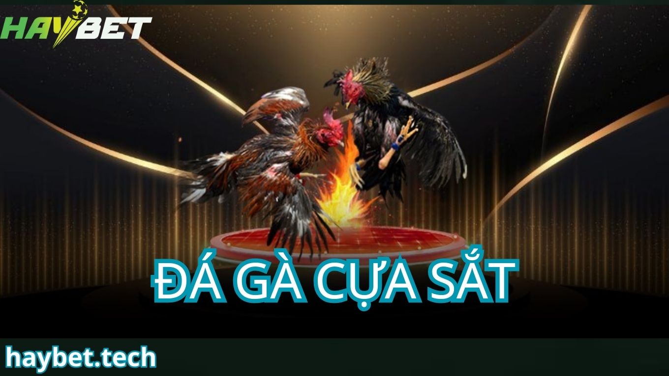 Đá gà cựa sắt là gì?