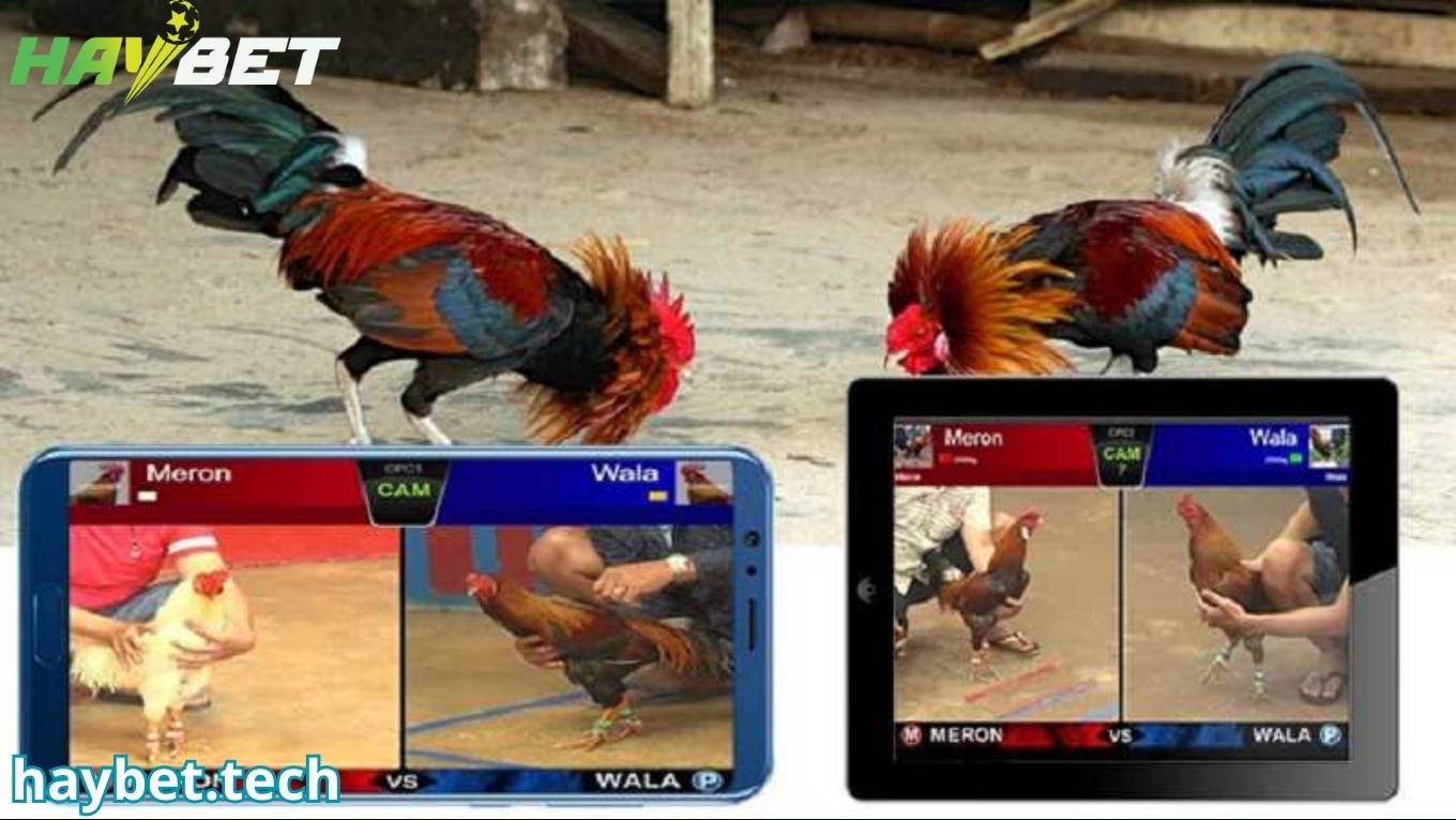 Kinh nghiệm cược đá gà HAYBET