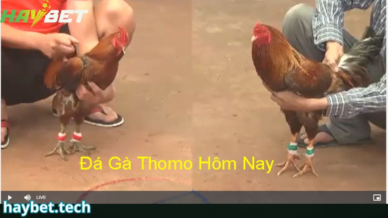 Thông tin tổng quan về đá gà thomo tại HAYBET
