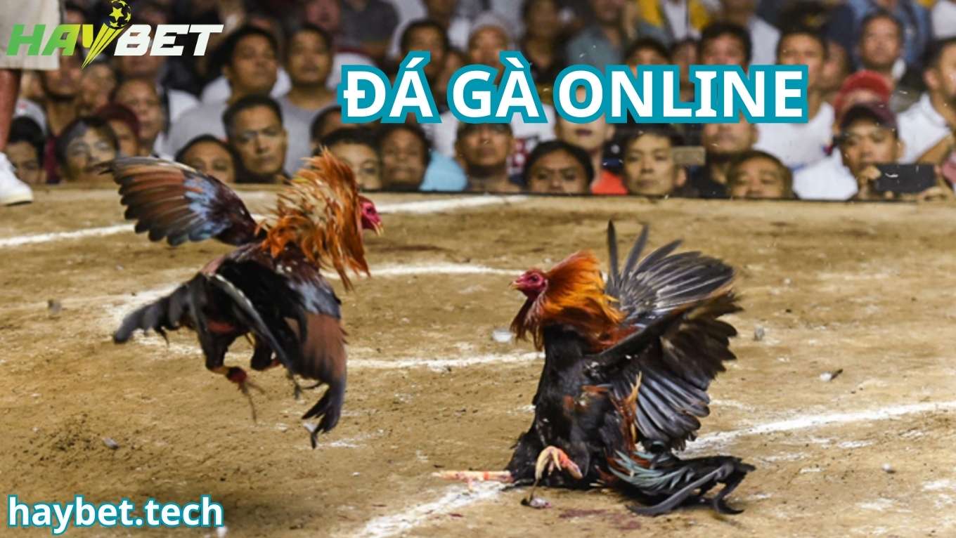 Ưu điểm độc đáo của sảnh cược đá gà HAYBET